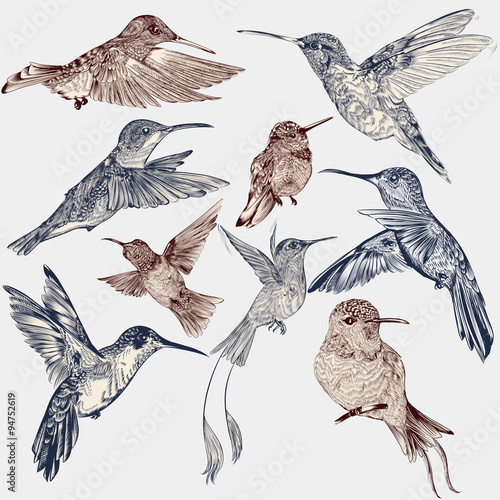 Vector set of detailed hand drawn birds for design
