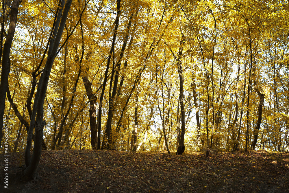 Fototapeta premium Park in the Summer