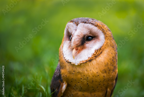 Tyto alba - Close Up Portrait of a Barn Owl on Blurred Green Grass Background © kaycco