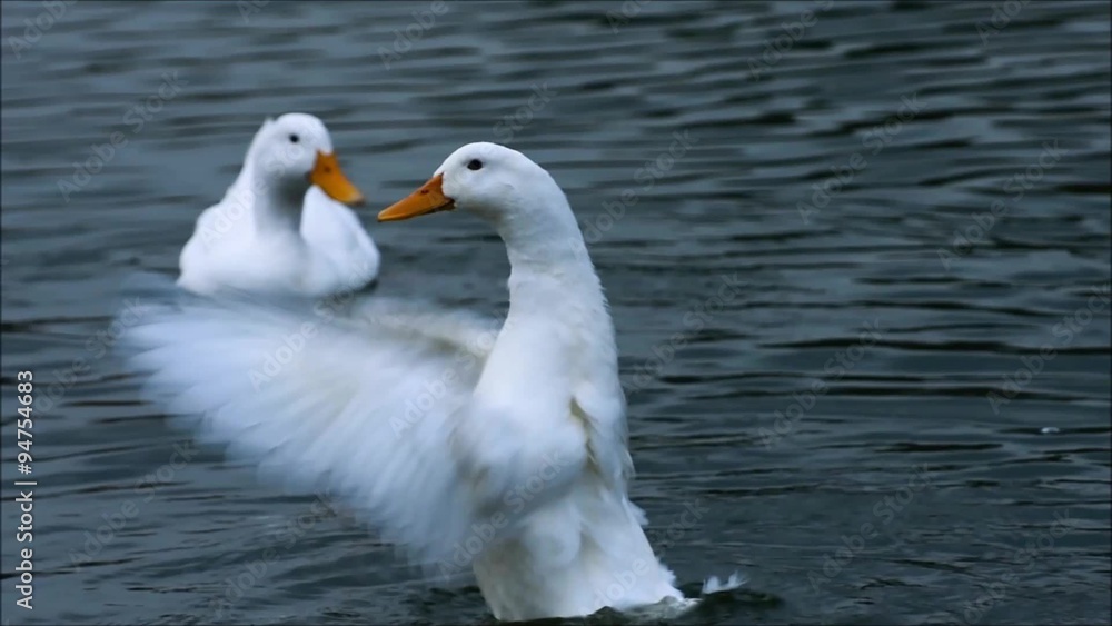 White Duck splashing and cleaning itself at dusk. White Duck splashing and cleaning itself at dusk.