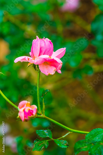 Milrose or Pink Rose in Garden photo