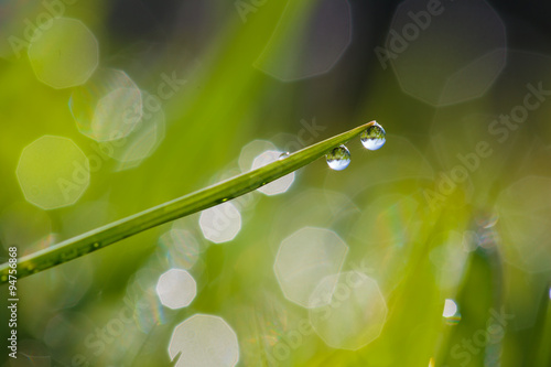 Grass with dew.