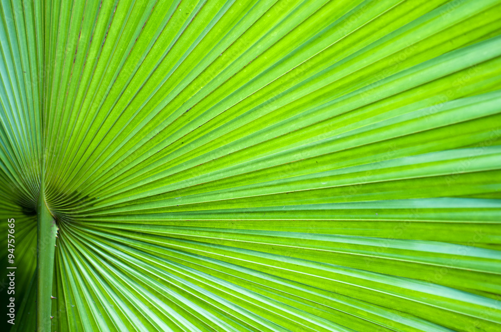 palm tree palm tree