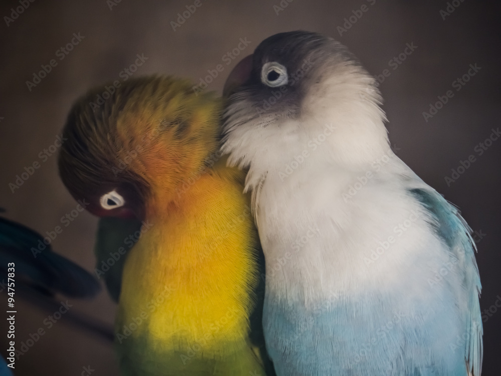 Fototapeta premium periquitos / dos periquitos, uno azul y otro verde