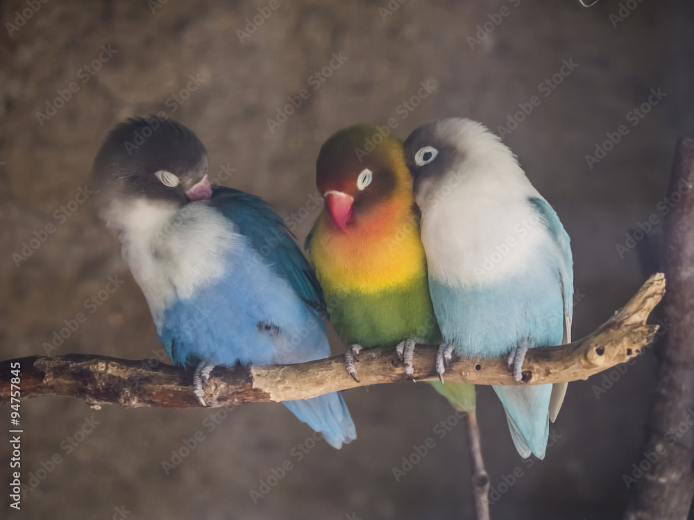 periquitos de colores / tres periquitos subidos a una rama, dos azules a los lados  y uno verde en el centro
