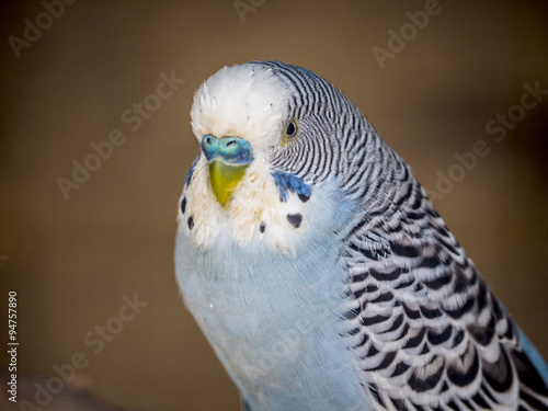 periquito azul / pájaro azul muy cerca y mirando a cámara photo