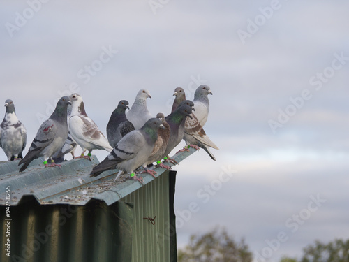 palomas / palomas posadas sobre tejado verde de metal con cielo nublado de fondo
