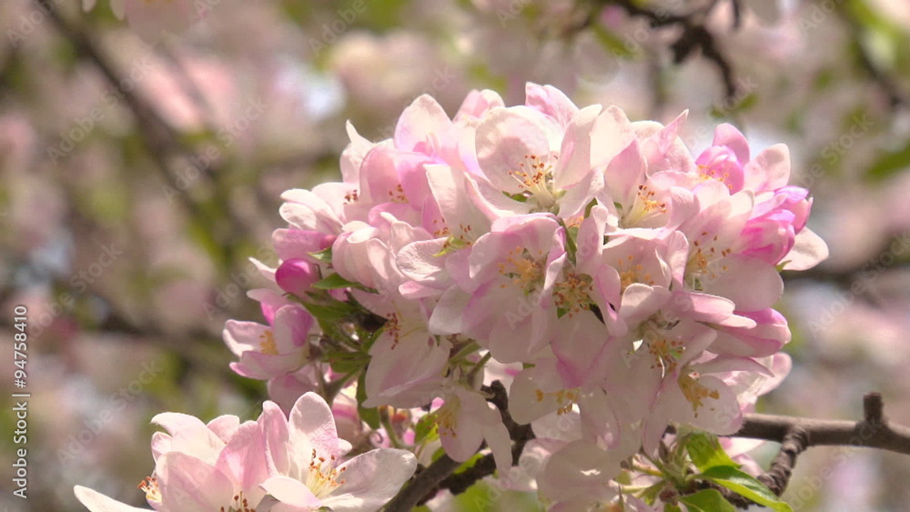 Spring flowering of apple Spring flowering of apple