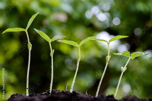 Young plant growing on soil