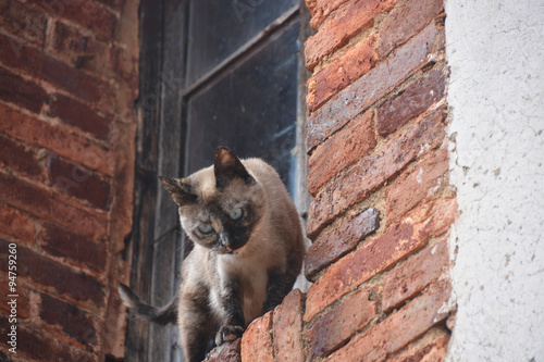 gato salvaje en una ventana photo