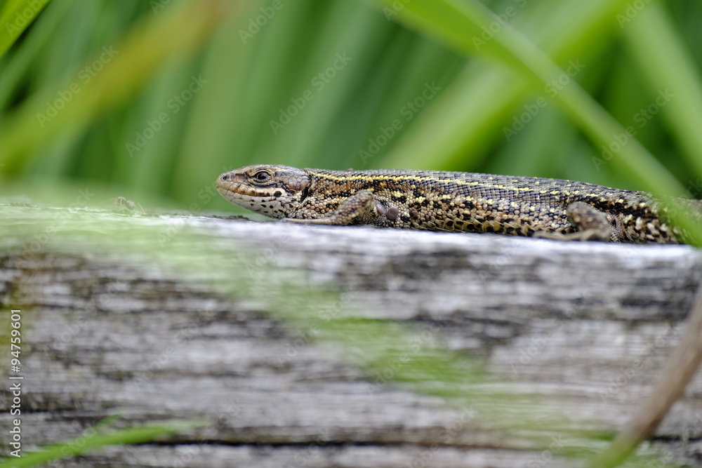 Obraz premium Waldeidechse, Zootoca vivipara, Lacerta vivipara, Bergeidechse,