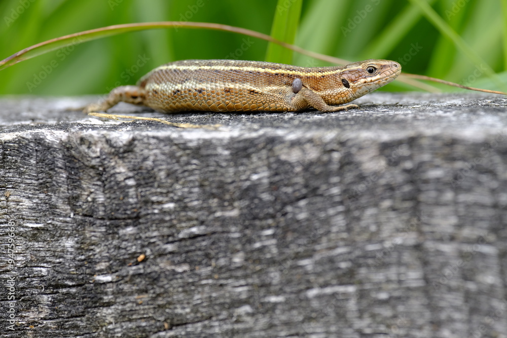 Fototapeta premium Waldeidechse, Zootoca vivipara, Lacerta vivipara, Bergeidechse,