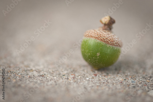Acorn