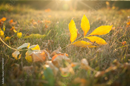 Bright yellow leaf