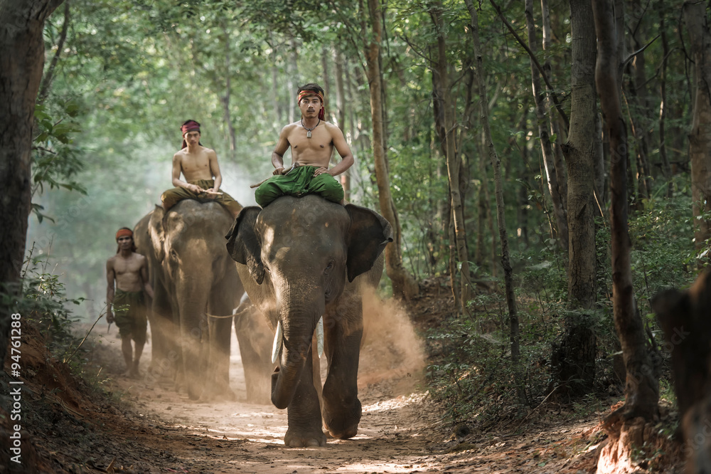 Obraz premium Mahout shepherd Elephant in forest at Elephant Village Thailand. Conservation of Animals Asia.