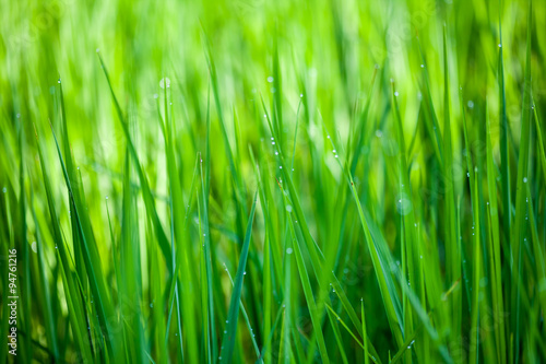 rice plants in the fields