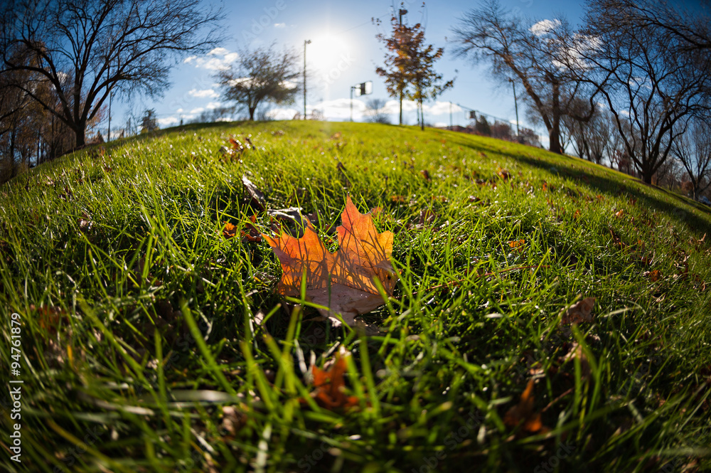 Fisheye view of an autumn leaf lit by the sunlight.