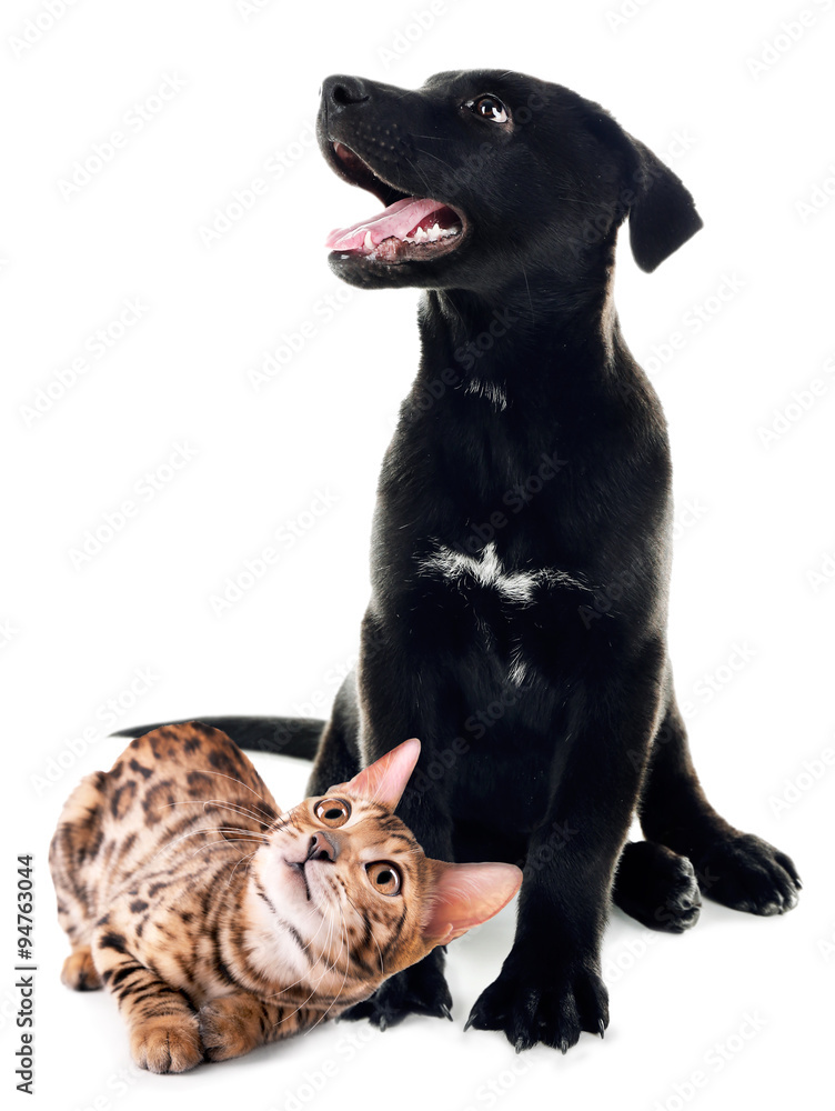 Cute dog and cat isolated on white