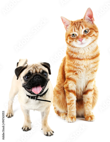 Cute dog and cat isolated on white © Africa Studio