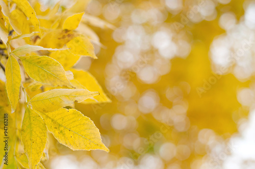 Close up view of yellow autumn leaves on a tree a yellow boekah background.