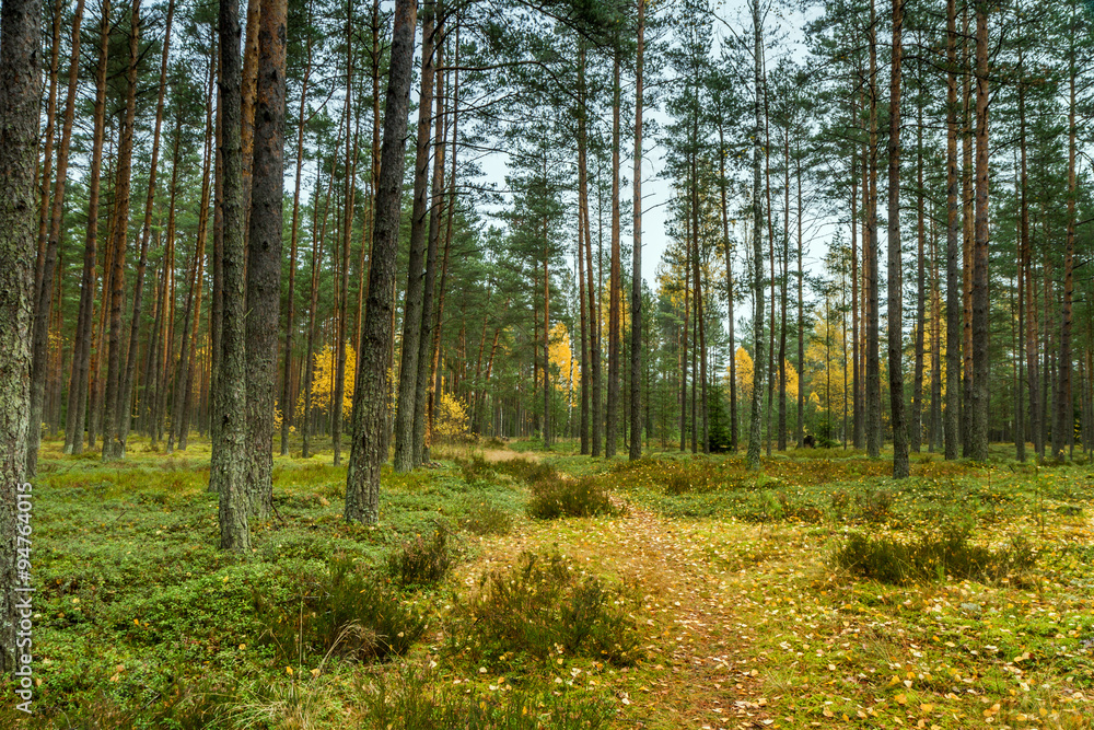 path through the woods