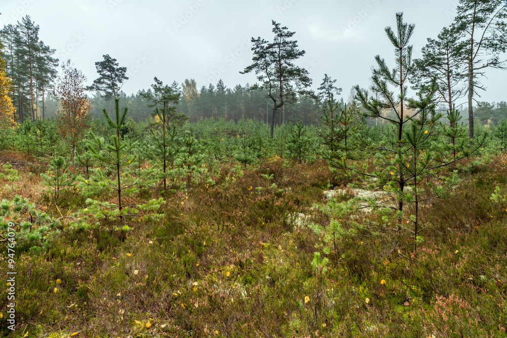 young trees in forest young trees in forest