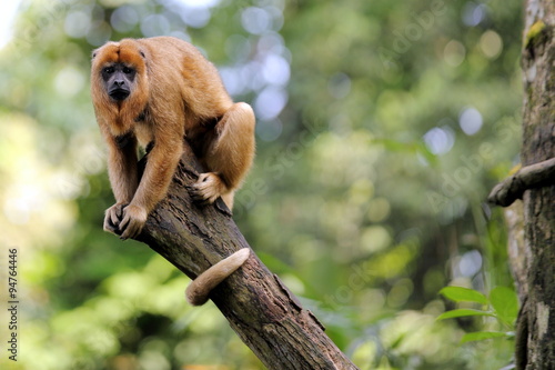 Black Howler Monkey on top of a Tree Branch photo