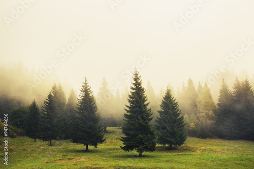 Beautiful green pine trees © ValentinValkov