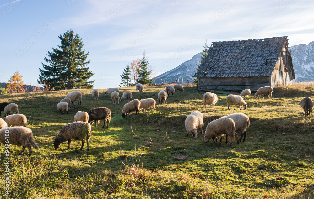 Flock of sheep grazing