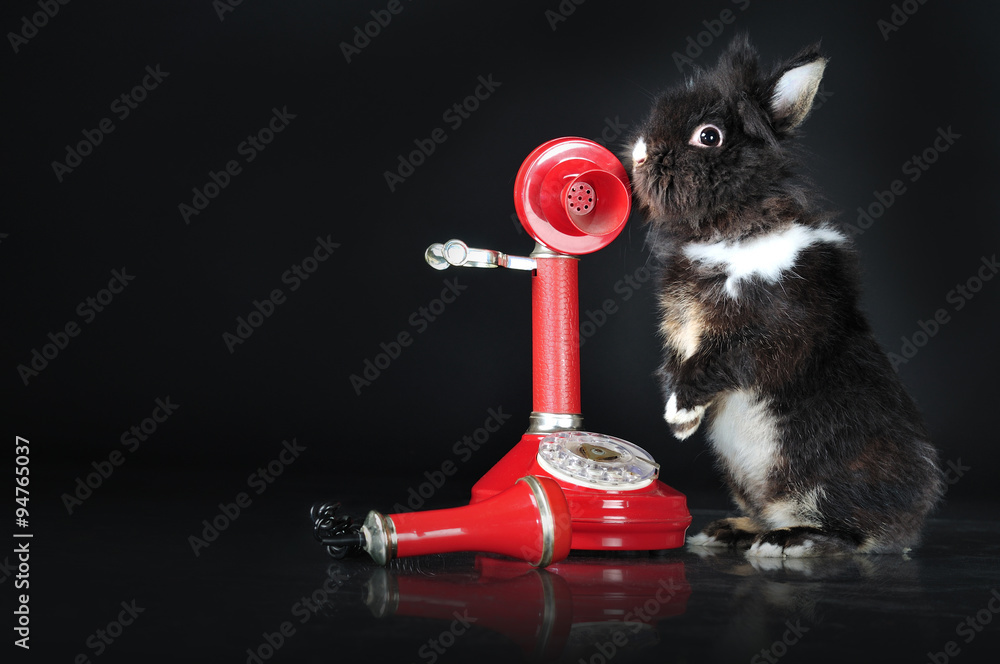 Fototapeta premium Cute bunny talking on retro telephone