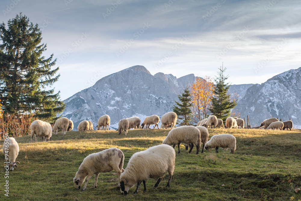 Fototapeta premium Flock of sheep grazing