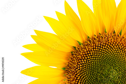 Fototapeta Naklejka Na Ścianę i Meble -  Sunflower detail, isolated on white