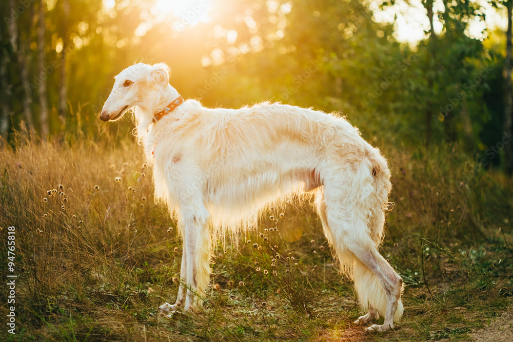 White Russian Dog, Borzoi, Hunting dog in Summer Sunset Sunrise White Russian Dog, Borzoi, Hunting dog in Summer Sunset Sunrise