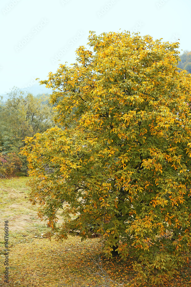 Naklejka premium Tree in autumn park