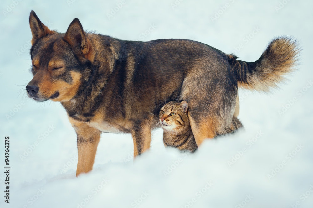 Cat and dog best friends outdoors in the snow