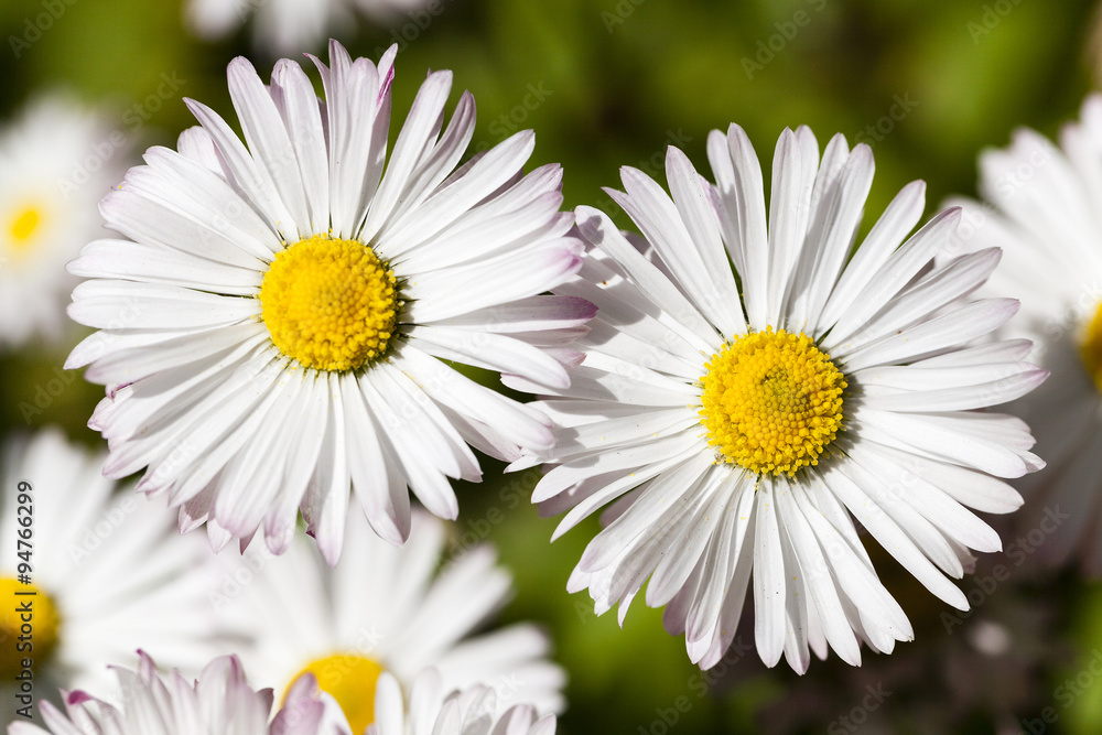 Obraz premium white flowers close-up 