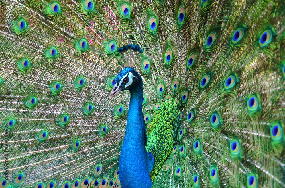 Obraz premium peacock spreading tail feather