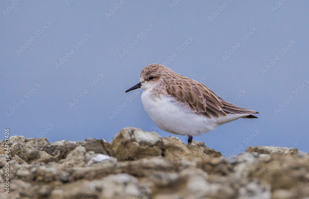 Rufous-necked Stint (Calidris ruficollis) in nature in Thailand Rufous-necked Stint (Calidris ruficollis) in nature in Thailand