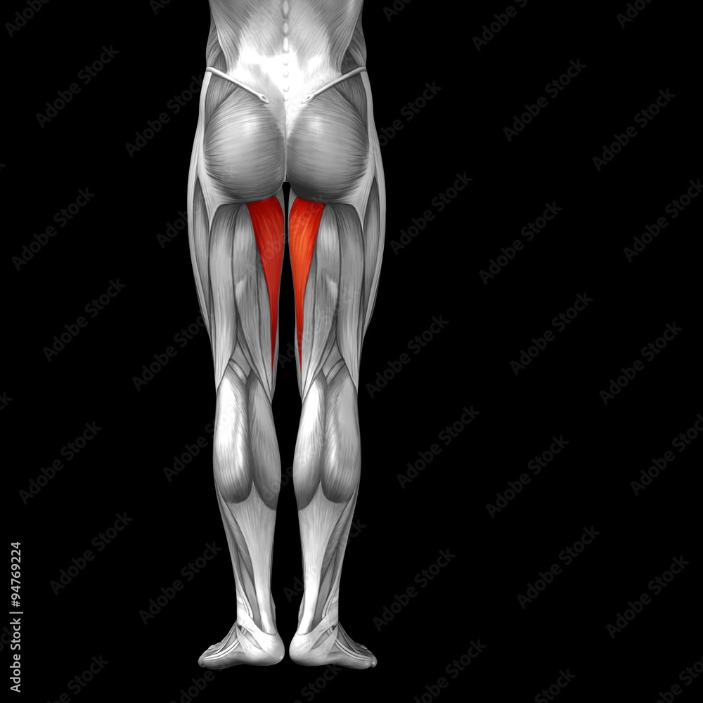 Conceptual 3D human back upper leg muscle anatomy Conceptual 3D human back upper leg muscle anatomy