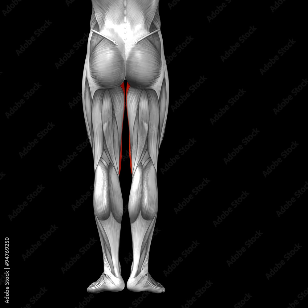 Conceptual 3D human back upper leg muscle anatomy Conceptual 3D human back upper leg muscle anatomy
