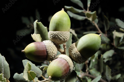 green acorns of the Sierra del Segura, Albacete, Spain