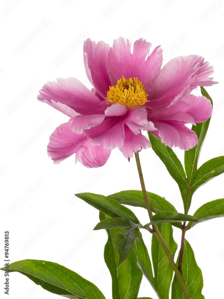peony flower on a white background peony flower on a white background
