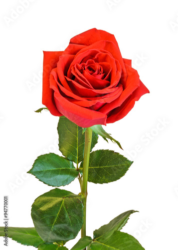 Red rose flower, green leaves, close up, white background, isolated.