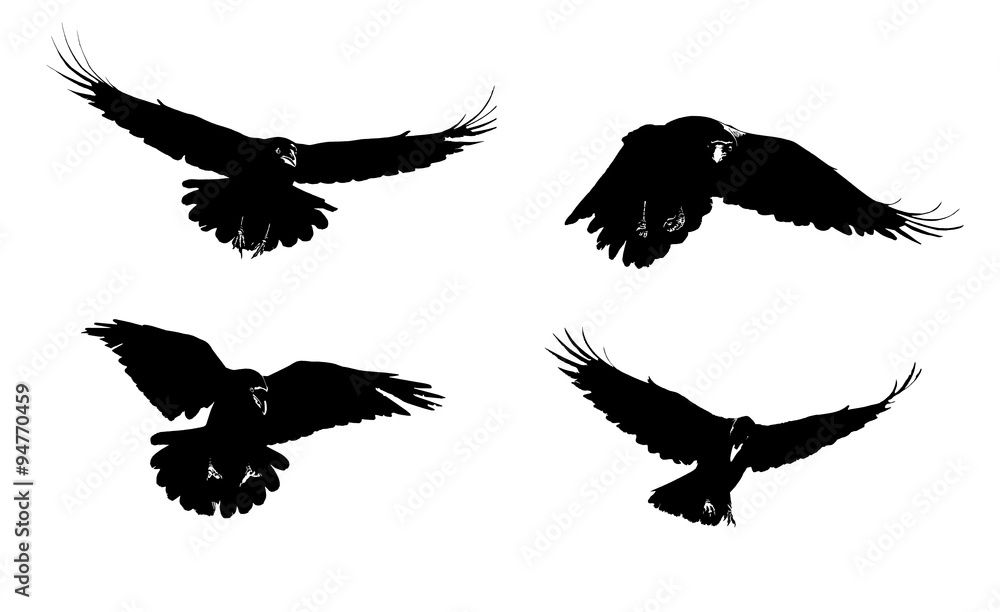 Raven in flight set. Isolated Raven in flight set. Isolated