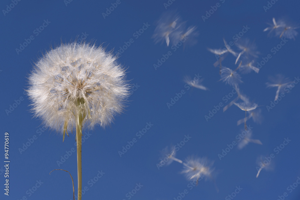 Blowball and seeds in blue sky