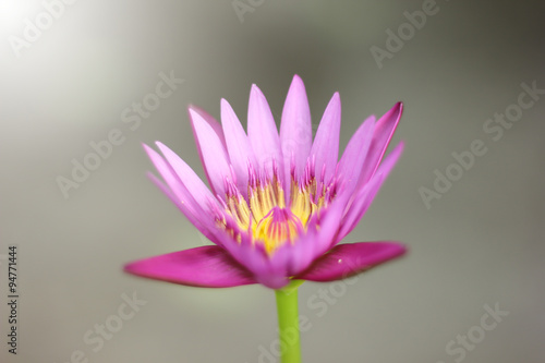 Retro of Pink lotus flower