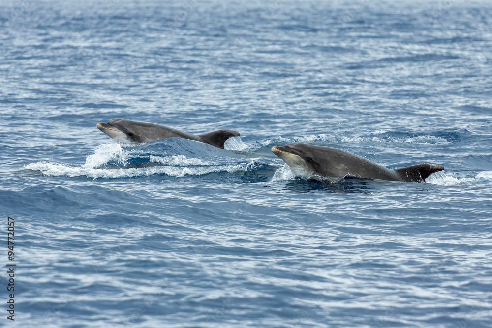 Fototapeta premium Dolphins in the ocean near Vila Franca do Campo in Sao Miguel, A