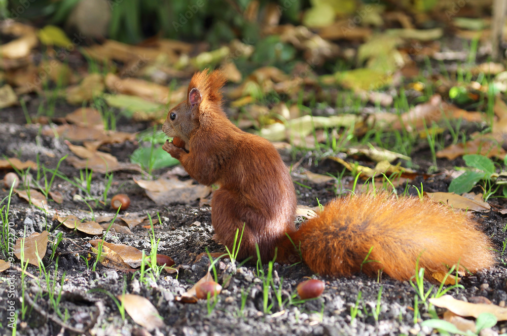 niedliches Eichhörnchen