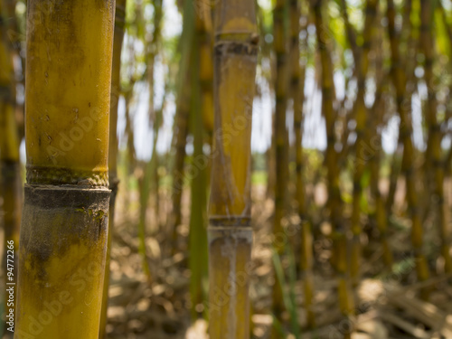 Detail of sugar cane