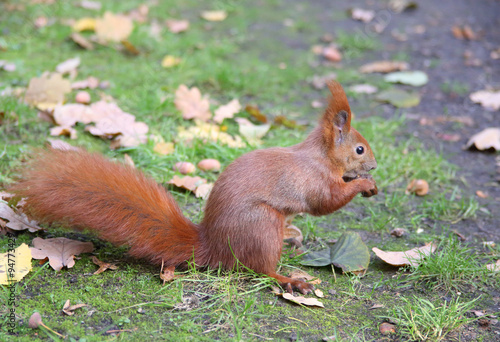 Eichhörnchen auf einer Wiese © Carola G.